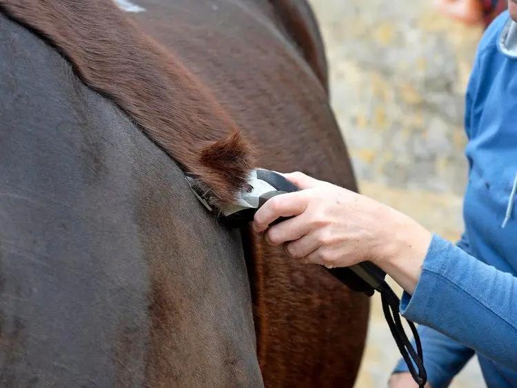 Horse clipper blades  working on a clipper, cutting the coat from a horse